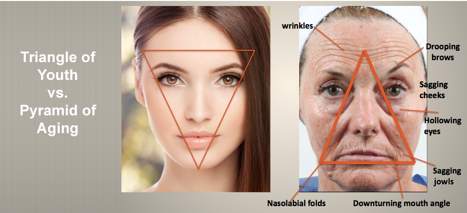 Triangle of Youth vs. Pyramid of Aging